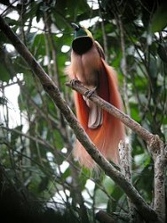 220px-Raggiana_Bird-of-Paradise_wild_5